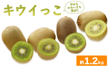 先行予約 キウイフルーツ キウイっこ 約1.2kg キウイ