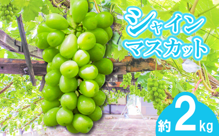 [早期予約]朝採りシャインマスカット 約2kg(3房〜4房) 名峰讃岐富士育ち 煌めきの果実 マスカット シャインマスカット ぶどう 葡萄 ブドウ フルーツ 果物 香川県 丸亀市