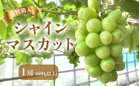 早期予約 朝採り シャインマスカット 1房 (約600g)