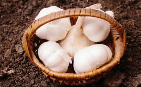 [4月下旬〜5月下旬] 生にんにく 新物 約10kg 3Lサイズ 香川県 丸亀市