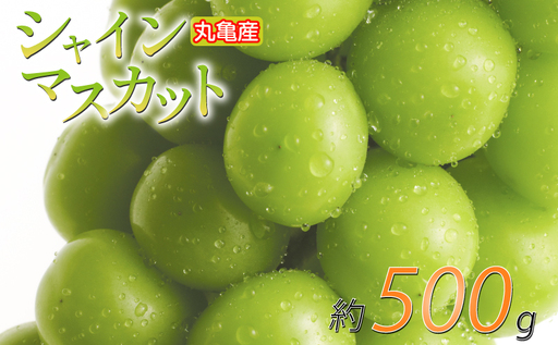 【2026年8月下旬から順次発送】 シャインマスカット 約500g 1房