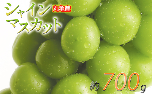 【2026年8月下旬から順次発送】 シャインマスカット 約700g 1房