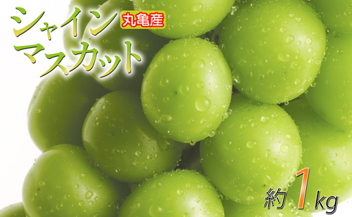 【2026年8月下旬から順次発送】 シャインマスカット 約1kg 2房