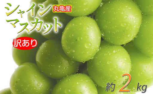 【2026年9月上旬より順次発送】シャインマスカット 訳あり 約2kg 2-6房