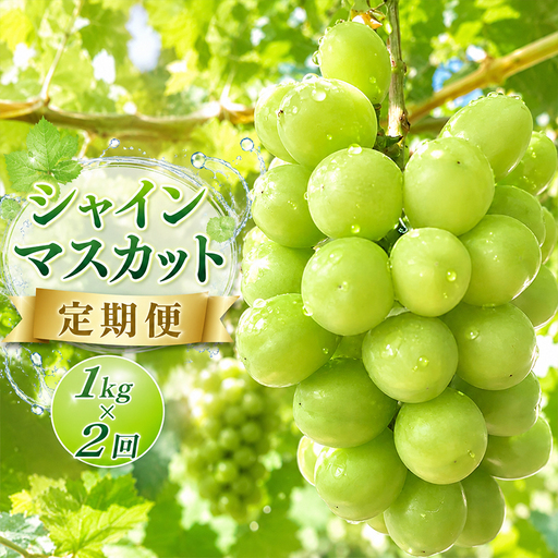 定期便 シャインマスカット 1kg × 2回 定期便 マスカット