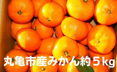[先行予約]みかん 約5kg 柑橘 ミカン 蜜柑 オレンジ 果物 くだもの フルーツ 果実 ギフト 贈答用 プレゼント 11月〜 順次発送 香川県 丸亀市