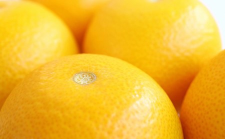 [先行予約]はっさく 八朔 約5kg 柑橘 ミカンみかん 蜜柑 果物 くだもの フルーツ 果実 ギフト 贈答用 プレゼント 2026年発送 香川県 丸亀市