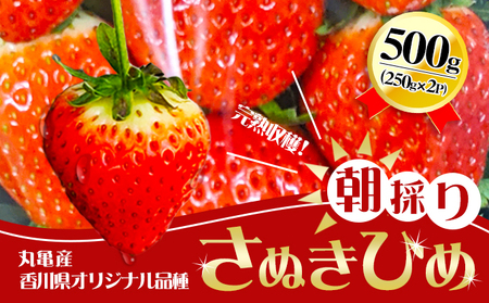 朝採りさぬきひめ/250g×2パック 丸亀産[1月中旬以降発送開始]