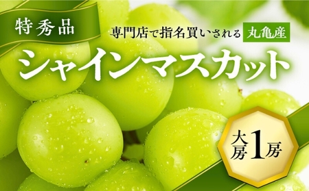 極撰!大房シャインマスカット 1房(約750g)/特秀品 特大 大房 マスカット ぶどう 葡萄 ブドウ フルーツ 果物 くだもの 香川