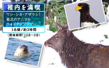 ワシ、シカ、アザラシ!最北のアニマルウォッチングツアー1名様