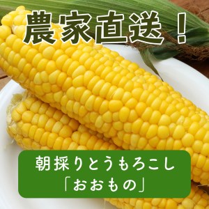 【数量限定！8月末発送予定】北海道厚真産とうもろこし『おおもの』《厚真町》【(株)厚真ファーム】とうもろこし とうもろこし とうもろこし とうもろこし [AXAE001]