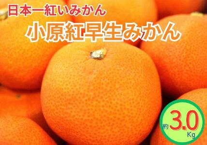 小原紅早生みかん（露地）約3.0kg