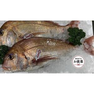 [お歳暮ギフト]天然真鯛 刺身用 1尾(4〜5人前)