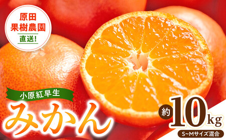 cʎ_I g݂ 10kgiS~MTCYjʌ