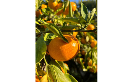 cʎ_I {쑁݂ 10kgiS~MTCYjʌ