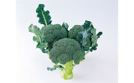 訳ありブロッコリー 約4.5kg(サイズおまかせ)