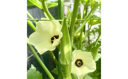 【2026年7月下旬頃発送】オクラ　約3kgバラ