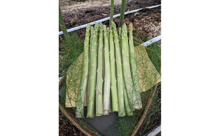 [2026年4月から発送]坂出ふれあい産直市のアスパラガス「さぬきのめざめ」約1kg
