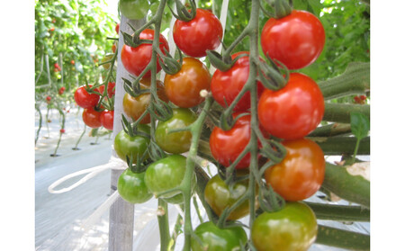 訳ありミニトマト 約3kg