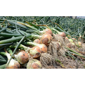 [2026年3月下旬以降発送・先行予約]極早生たまねぎ 約10kg