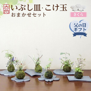 [父の日ギフト]いぶし皿(さくら)・こけ玉おまかせ セット | 父の日