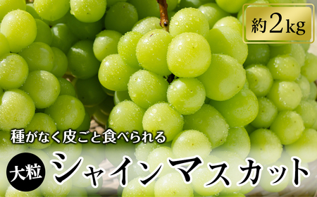 シャインマスカット約2kg(2〜5房入り)