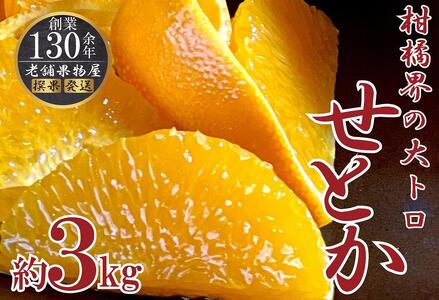 柑橘界の大トロ!せとか約3kg |みかん フルーツ 旬 美味しい みかん 新鮮 フルーツ みかん 詰合せ セット フルーツ 人気 フルーツ 厳選 おすすめ フルーツ