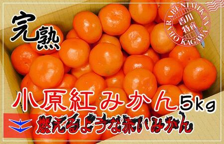 小原紅早生みかん 香川県産 約5kg ( S ～ Lサイズ ) ｜ みかん