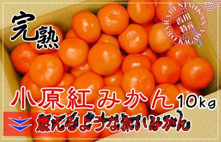 小原紅早生みかん 香川県産 約10kg ( S ～ Lサイズ ) ｜ みかん