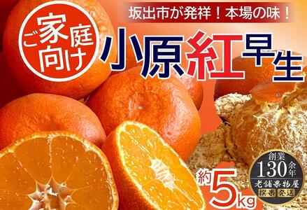 ご家庭向け！小原紅早生みかん　約５ｋｇ【坂出発祥の真っ紅なお蜜柑】 |みかん ご家庭用 フルーツ 家庭用 旬 美味しい みかん 新鮮 フルーツ みかん 詰合せ セット フルーツ 人気 フルーツ 厳選 おすすめ フルーツ