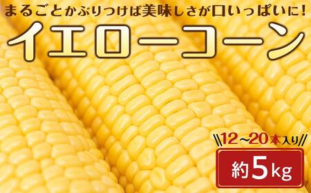 [2026年6月中旬以降発送・先行予約]とうもろこし イエローコーン 約4.5kg ( 12 〜 20本 )