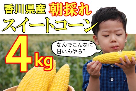 [締切間近!]2025年産 善通寺市産スイートコーン 4kg