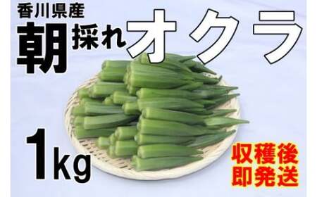[予約受付] [2025年産]善通寺市産オクラ 1kg [2025年6月頃から発送開始予定のお品です]