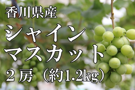 [予約受付]2025年産 香川県産シャインマスカット2房[2025年8月中旬以降発送予定!]