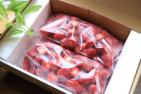 冷凍イチゴ(よつぼし)1kg LED水耕栽培にて生産!