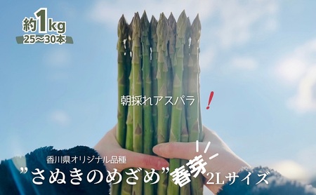 朝採れ アスパラ[さぬきのめざめ]春芽 2Lサイズ 約1kg (25〜30本)