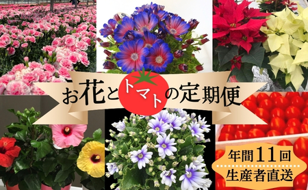 モリヒロ園芸が育てたお花とトマトの定期便（年間11回） 植物 瀬戸内 温暖 気候 鉢花 ギフト 記念日 