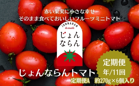 モリヒロ園芸が育てたじょんならんトマトの定期便A 約270g×6個入り(年間11回) 野菜 ミニトマト 甘い フルーツ サラダ