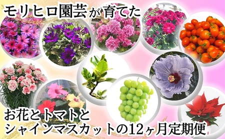 モリヒロ園芸が育てたお花とトマトとシャインマスカットの12ヶ月定期便 植物 果物類 ぶどう フルーツ 野菜 ミニトマト