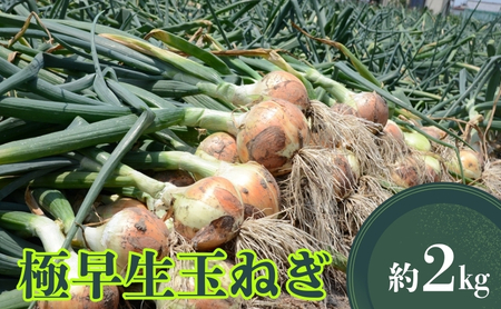 極早生玉ねぎ 約2kg