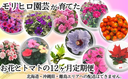 モリヒロ園芸が育てたお花とトマトの12ヶ月定期便 植物 野菜 ミニトマト