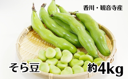 そら豆 約4kg