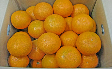 清見 約10kg [温州みかんの甘味とオレンジの香り] 果物類 柑橘類 フルーツ ミカン 蜜柑 くだもの