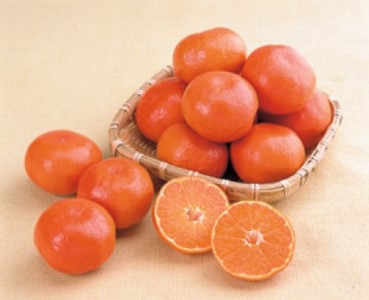 小原紅早生みかん「金時紅」約3kg  ミカン 柑橘 糖度11度 甘い