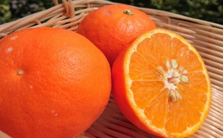 2026�N��s�\�� �Z�~�m�[���@��5kg �ʕ��� ���k�� �t���[�c �I�����W �݂��� �~�J��