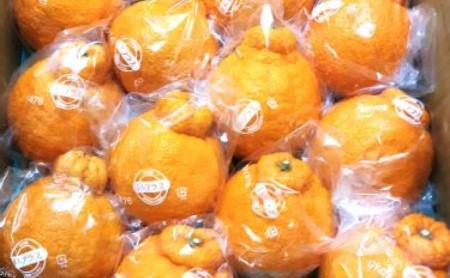 [2026年先行予約]低温貯蔵ハウス不知火 約5kg 果物類 柑橘類 柑橘 フルーツ みかん ミカン