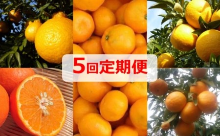 みかん 定期便 5回 フルーツ フジカワ果樹園オリジナル(新季節の柑橘セット) 果物