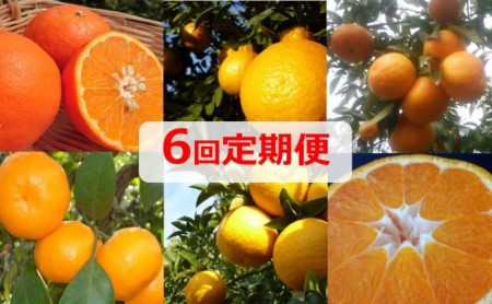 【6回頒布会】フジカワ果樹園オリジナル・新季節の柑橘セット
