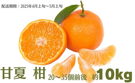 甘夏 柑 約10kg