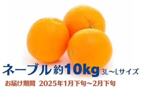 ネーブル 約10kg